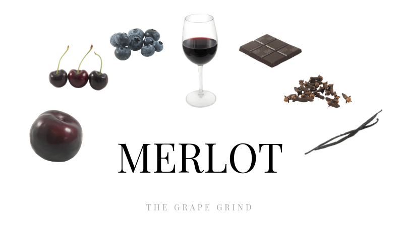 Merlot: the most widespread red grape variety of Bordeaux