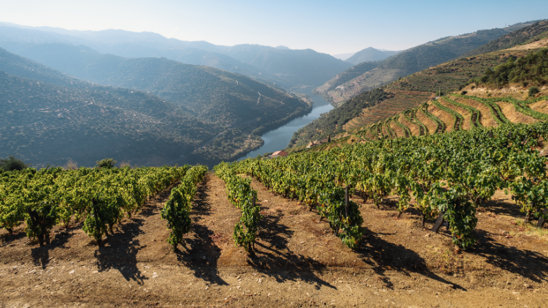 How To Know What Order To Taste A Flight Of Wines In - VinesseToday