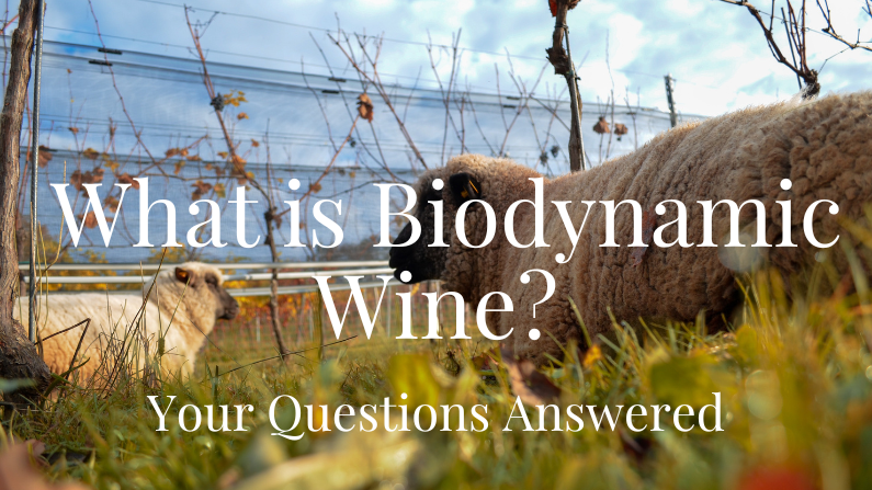 biodynamic wine