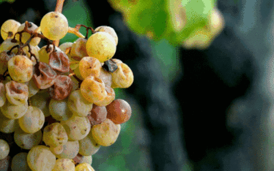 Noble Rot Wines: A Guide to the Premium Sweet Wines made from Rotting Grapes
