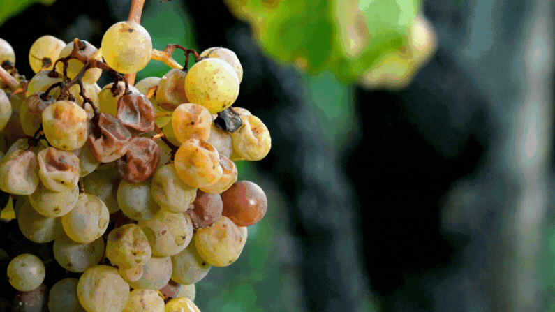 Noble Rot Wines: A Guide to the Premium Sweet Wines made from Rotting Grapes