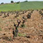 Wine Soils: All you need to know!