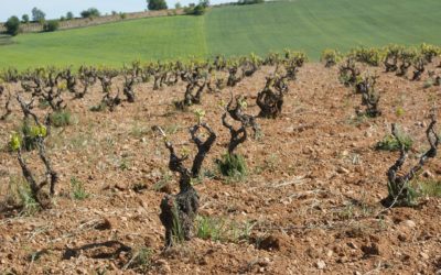 Wine Soils: All you need to know!