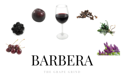 All You Need to Know About Barbera: A Quick Guide