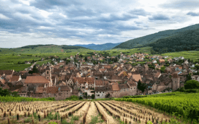 The Distinctive Wines of Alsace: French Terroir and German Legacy