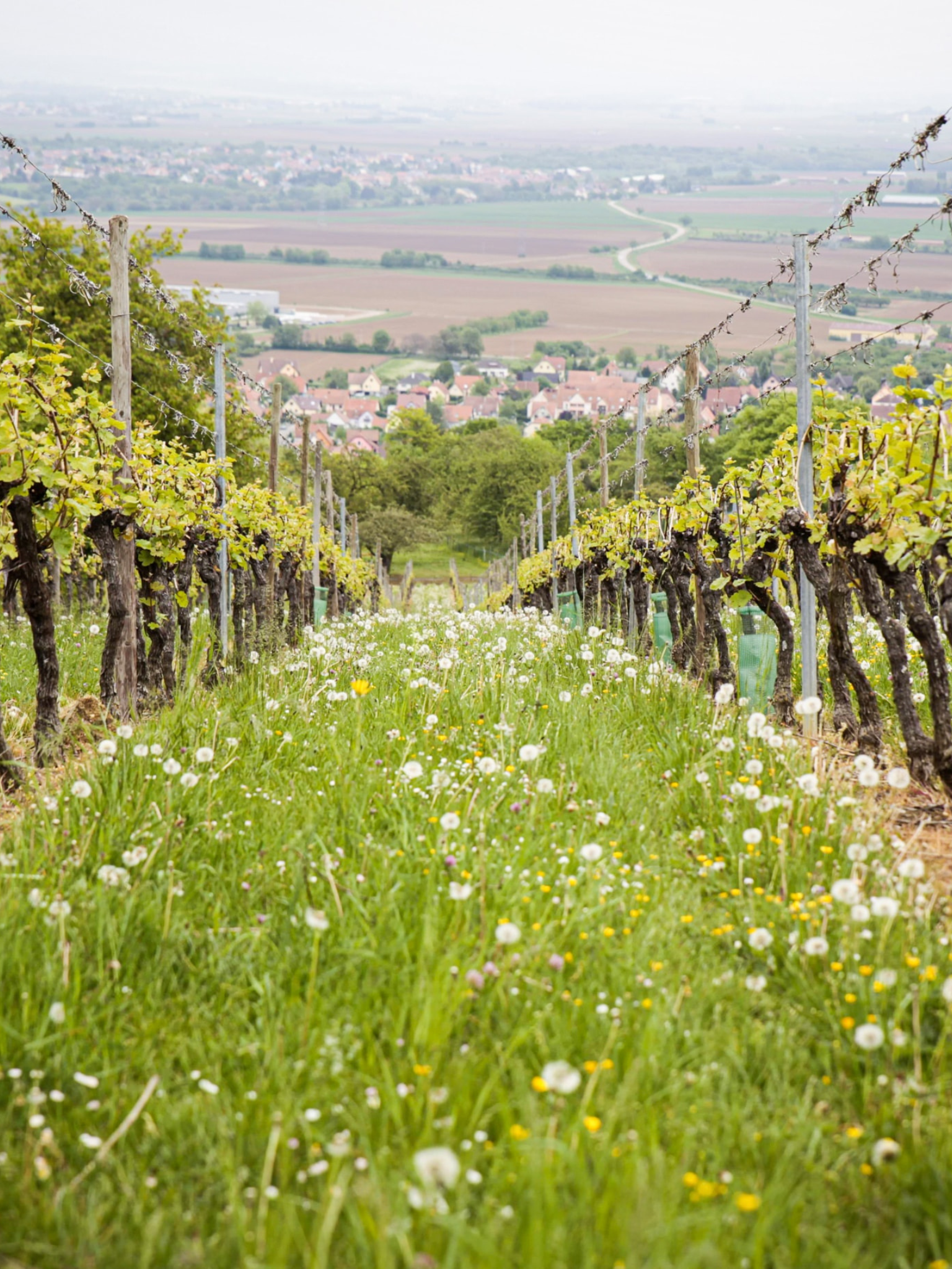 biodynamic wine