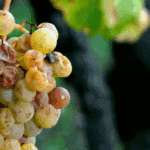 Noble Rot Wines: A Guide to the Premium Sweet Wines made from Rotting Grapes