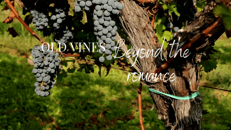Old Vines Beyond the Romance