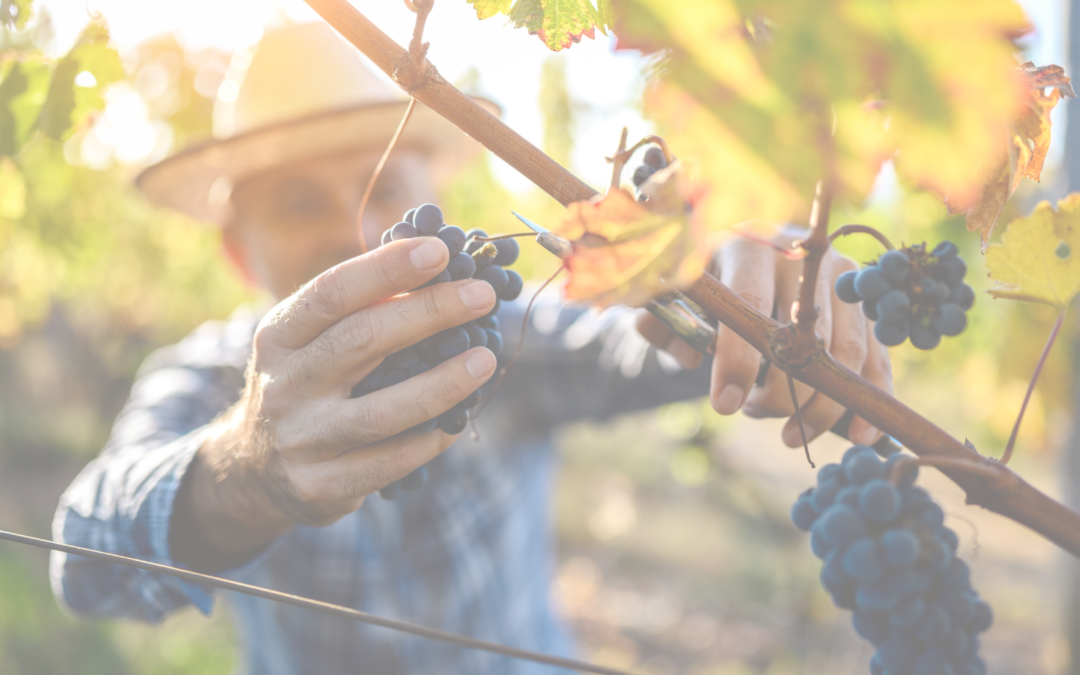 Grape vs Winemaker: Where Does One Start and the Other Begin?