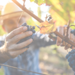 Grape vs Winemaker: Where Does One Start and the Other Begin?