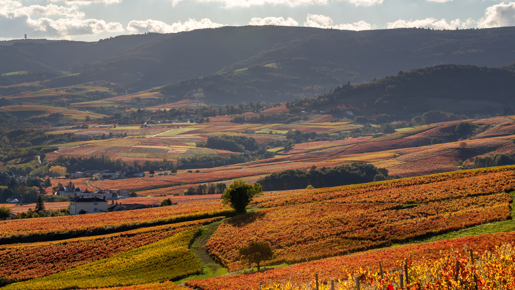 Beaujolais