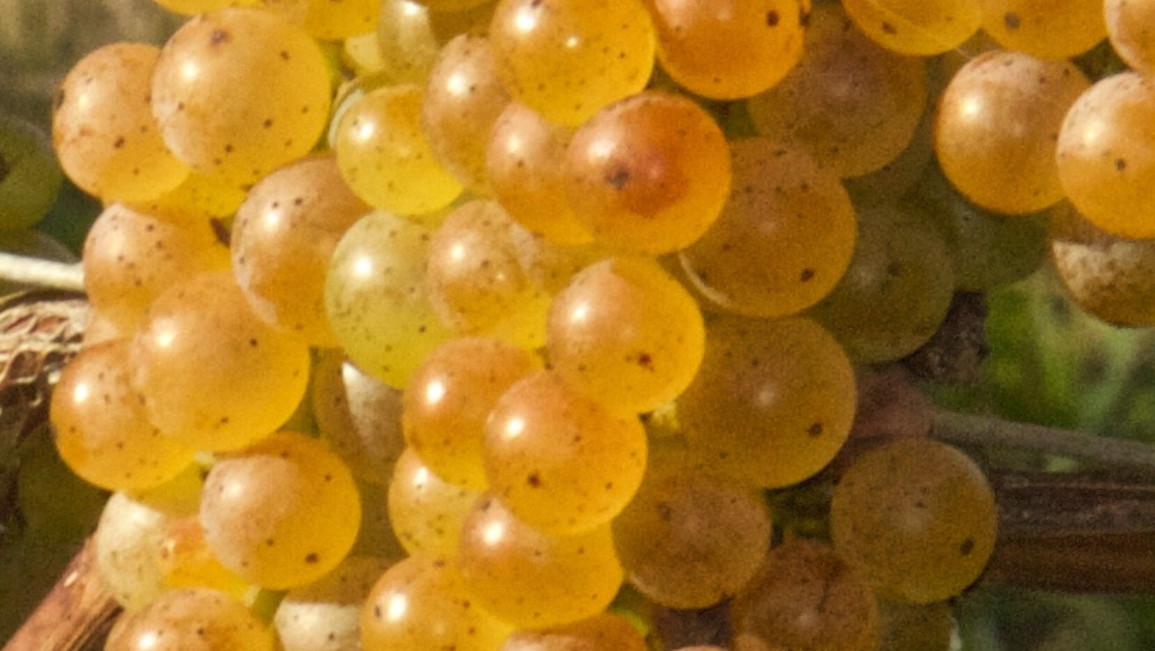 hybrid grapes