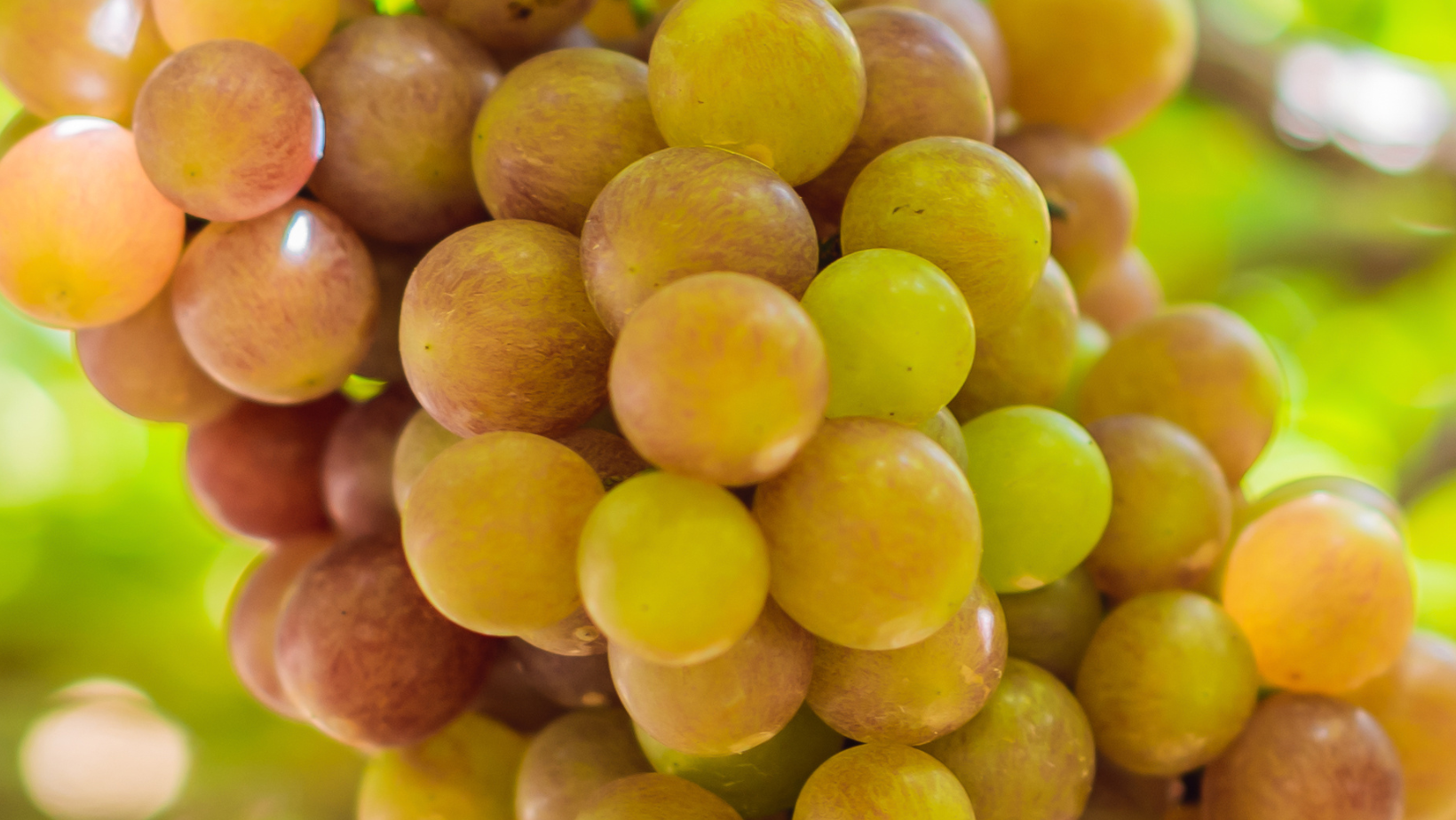 hybrid grapes