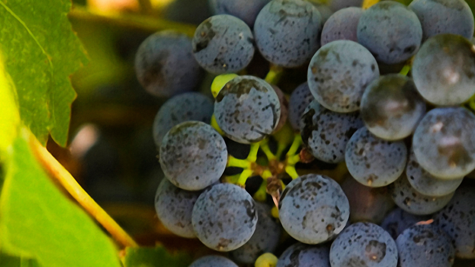 hybrid grapes