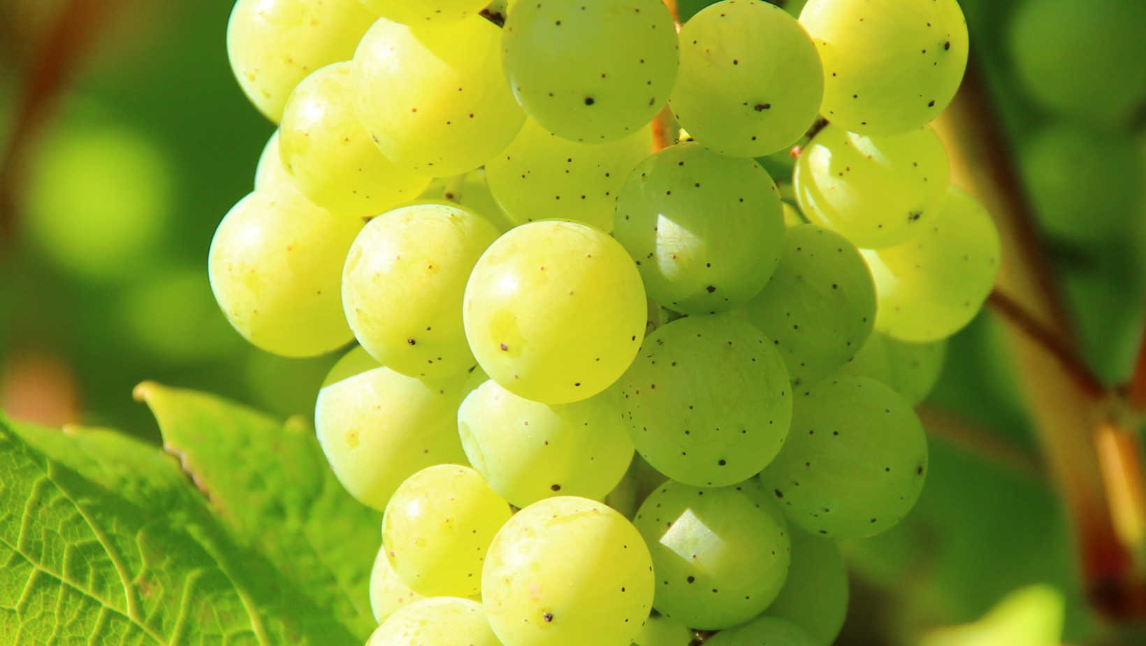 hybrid grapes