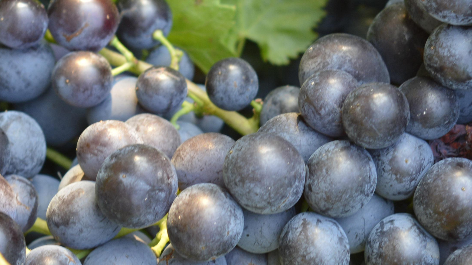 hybrid grapes